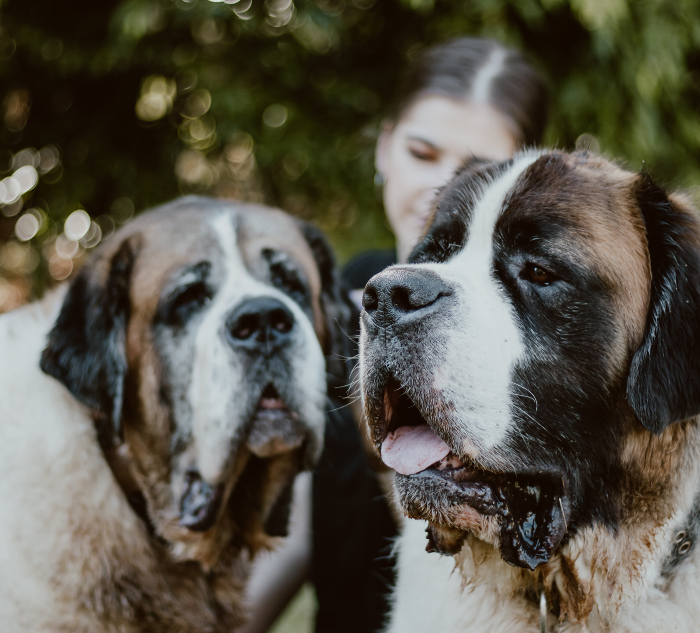 7 St Bernards Weddings