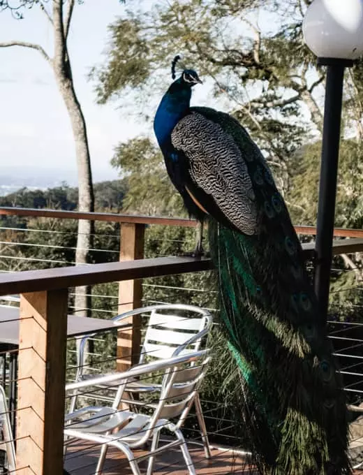 Hi Bernards Peacock