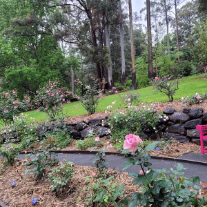 011 T.m.botanic Gardens Rose Garden