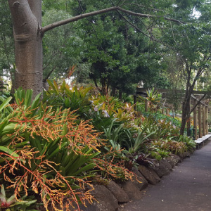 012 T.m.botanic Gardens Bromeliad Garden