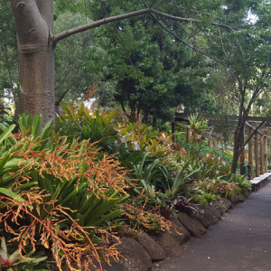 012 T.m.botanic Gardens Bromeliad Garden
