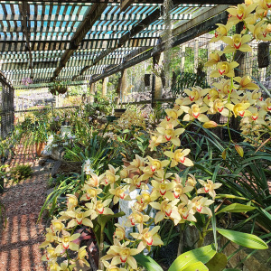 013 T.m.botanic Gardens Orchid House