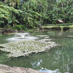 03 T.m.botanic Gardens Lake View