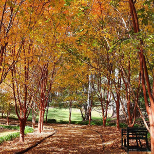 07 T.m.botanic Gardens Rotunda Walk
