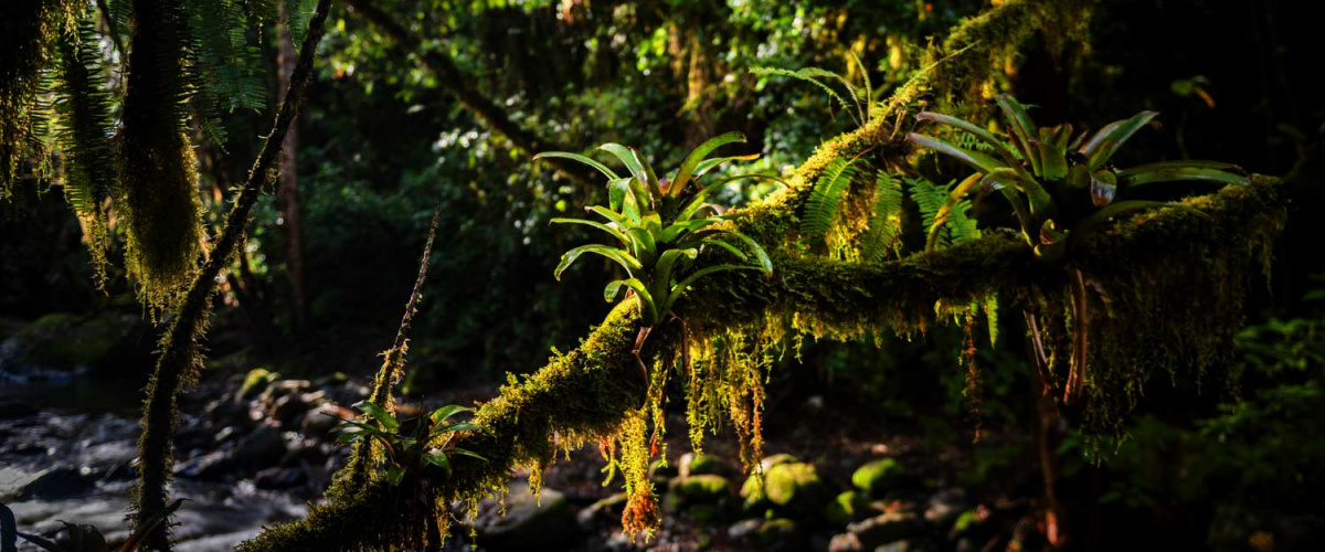Rainforest Header
